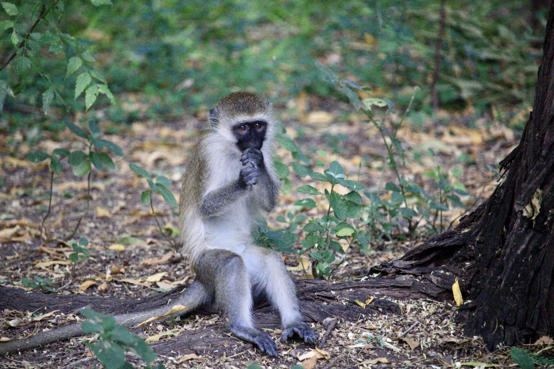 IMG_7079 Samburu National Reserve