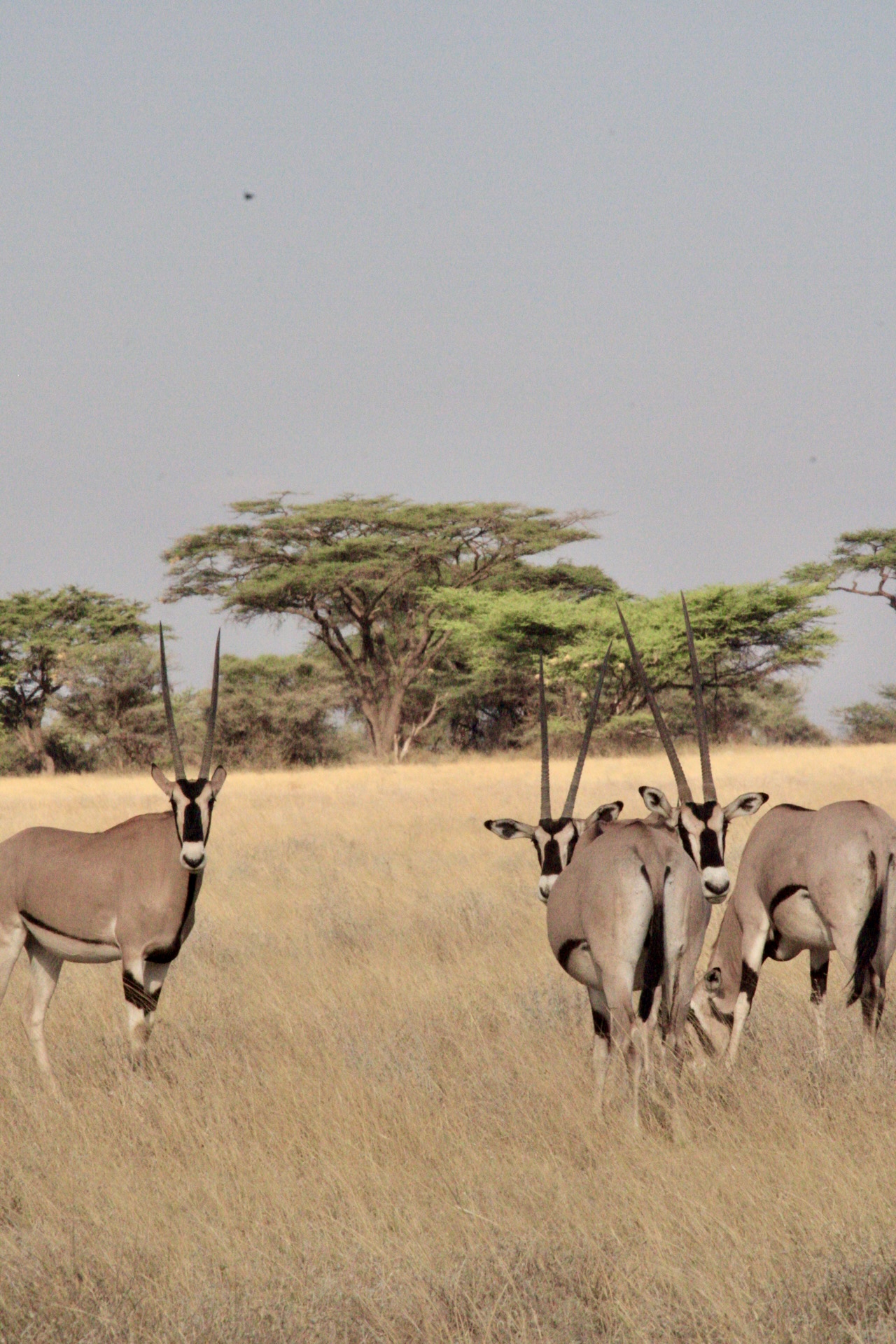 Samburu National Reserve