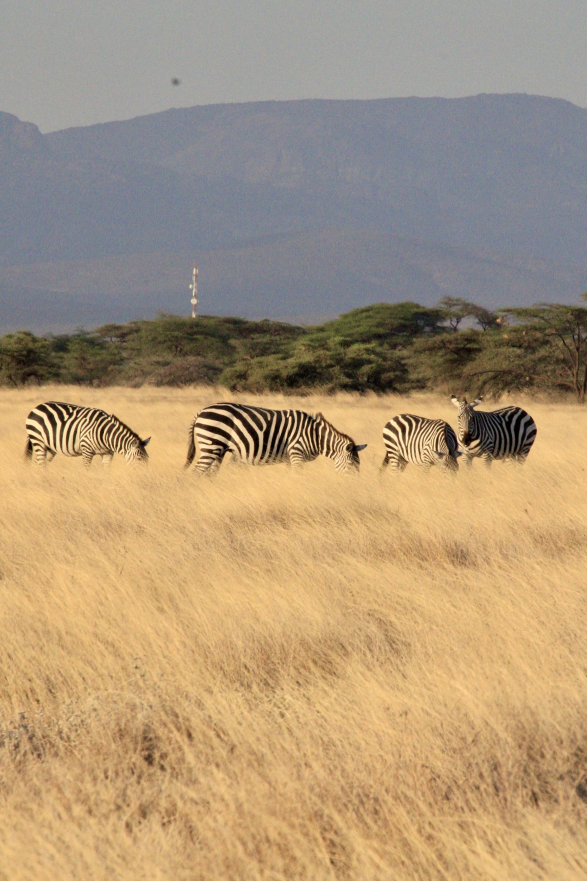 Samburu National Reserve